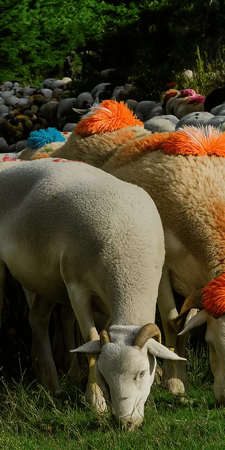 UN WEEK END AU COEUR DES TRADITIONS PROVENCALES