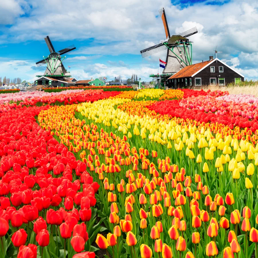 CROISIÈRE DES TULIPES