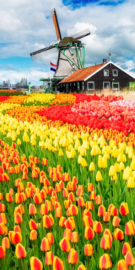 CROISIÈRE DES TULIPES