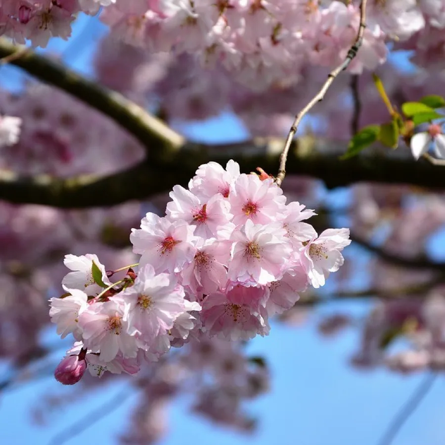 Cerisiers en Fleurs à Vignola