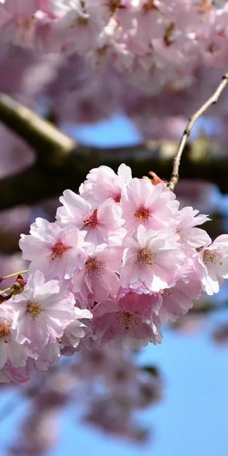 Cerisiers en Fleurs à Vignola