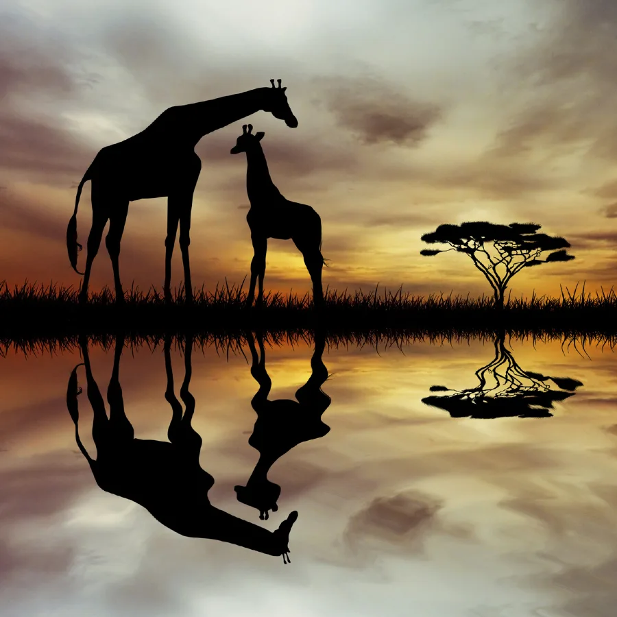 DECOUVERTES SUD-AFRICAINES